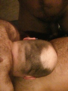 Three hairy bears kissing, licking nipples and sucking cock